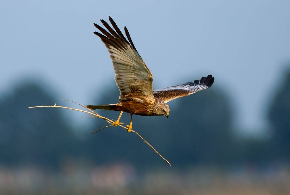 Marsh Harrier shutterstock_141852568.jpg