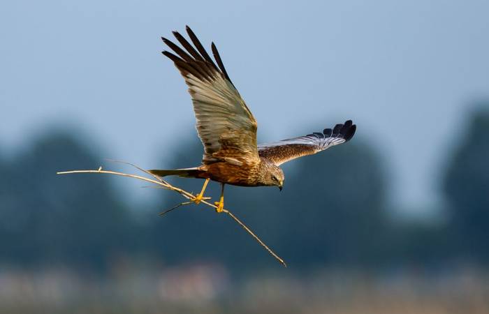 Marsh Harrier shutterstock_141852568.jpg