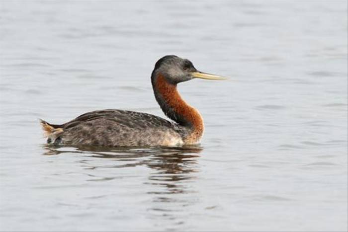 Great Grebe (Roger Wasley)