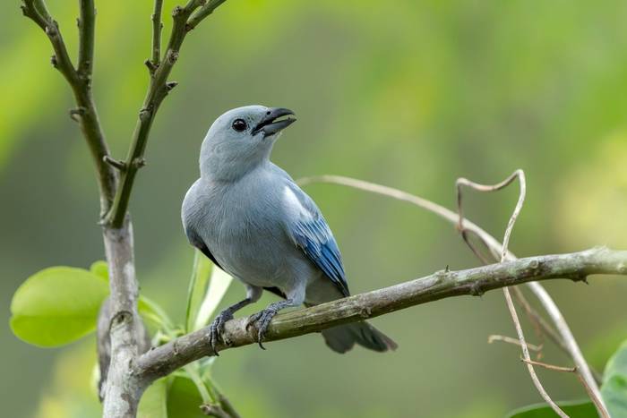 Blue-grey Tanager