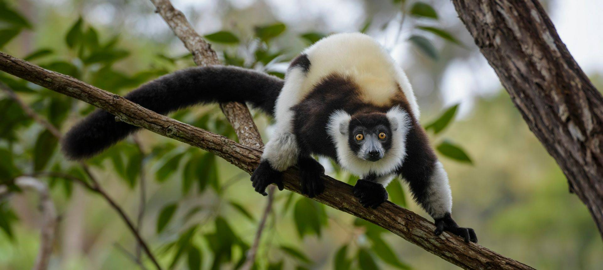 Black And White Ruffed Lemur, Madagascar Shutterstock 796703422
