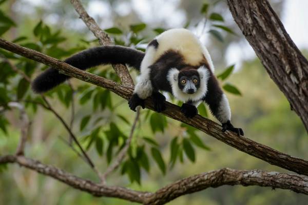 Black And White Ruffed Lemur, Madagascar Shutterstock 796703422