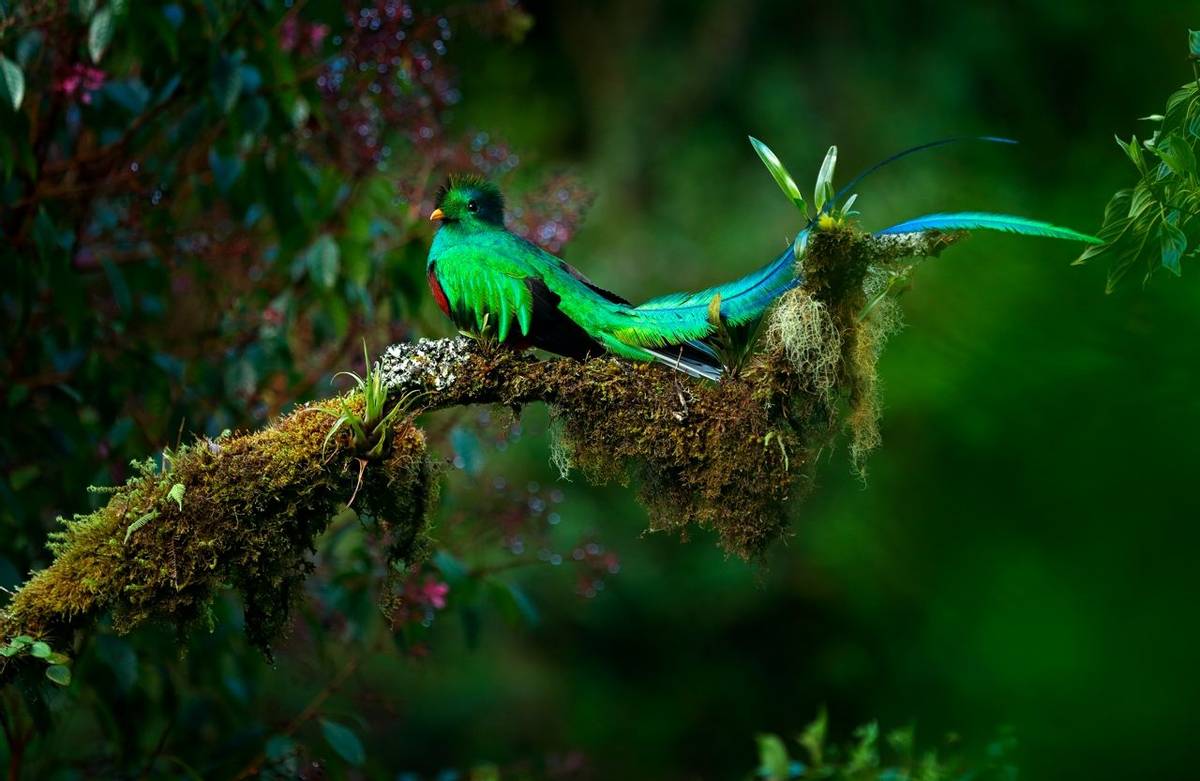 Resplendent Quetzal, Costa Rica Shutterstock 650680573