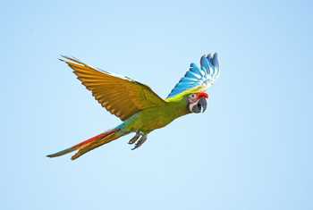 Military Macaw Shutterstock 207036787