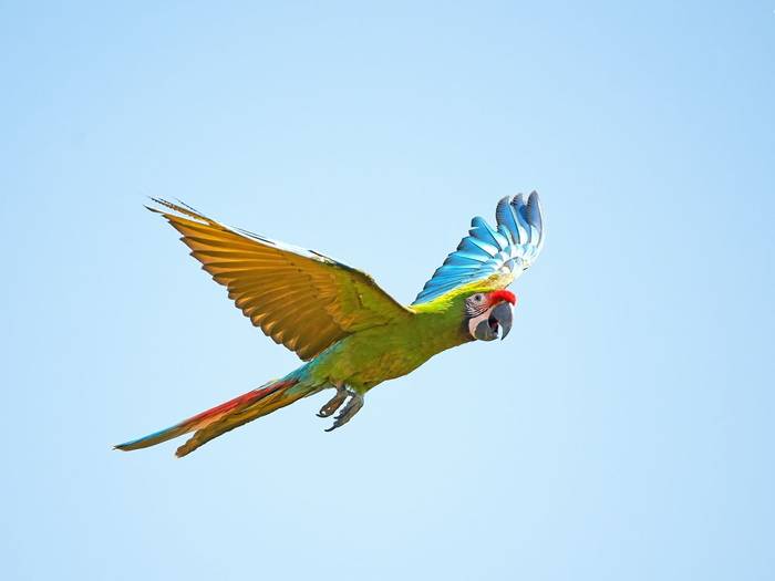 Military Macaw Shutterstock 207036787