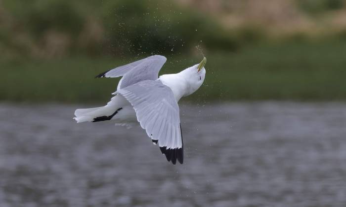 Kittiwake (Dave Jackson)