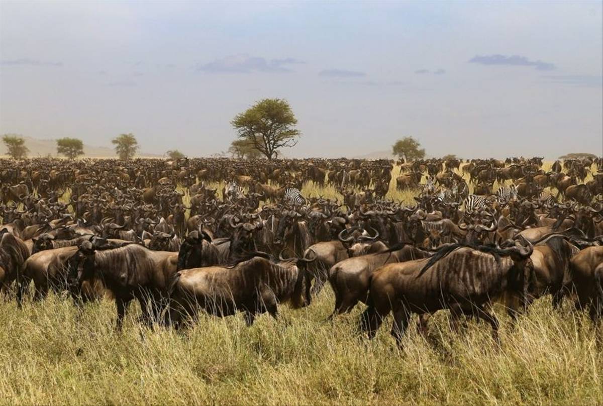 Wildebeest, Tanzania Shutterstock 1019990134