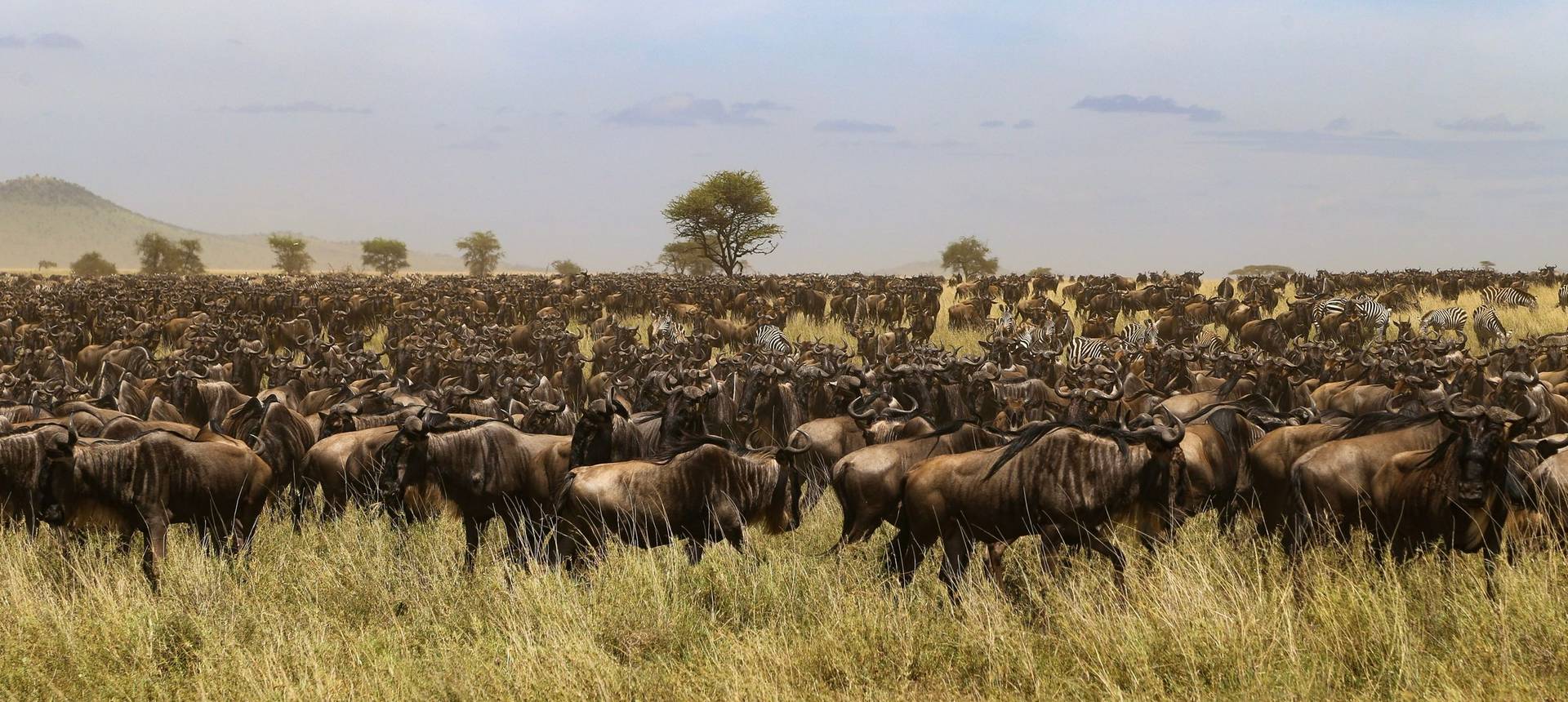 Wildebeest, Tanzania Shutterstock 1019990134