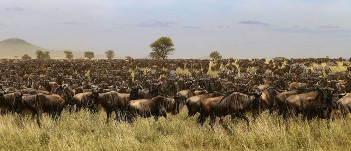 Wildebeest, Tanzania Shutterstock 1019990134