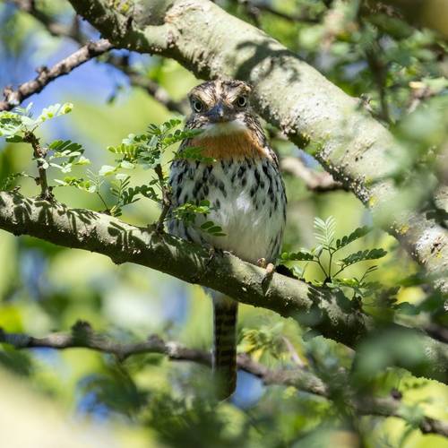 Spot-backed Puffbird
