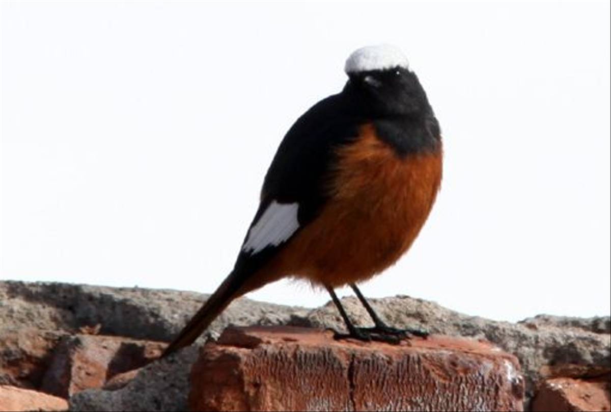 Güldenstädt's Redstart (Phil Haywood)