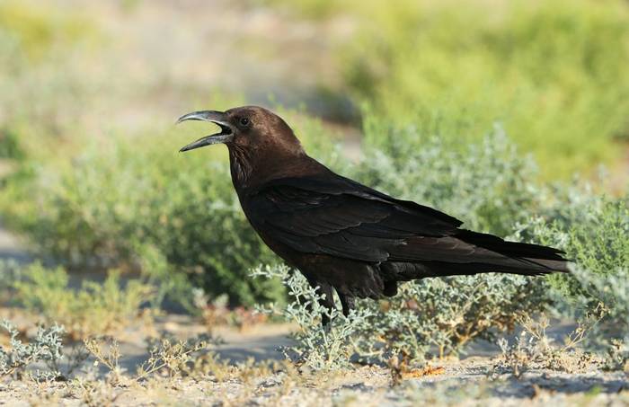 Brown-necked Raven