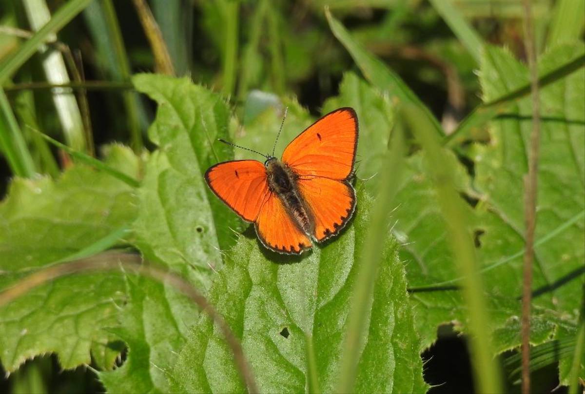 DSCN0161 Lycaena Dispar