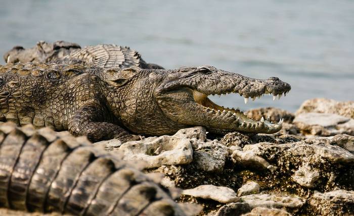 Marsh Mugger Crocodile - Chambal River (Neil Pont)
