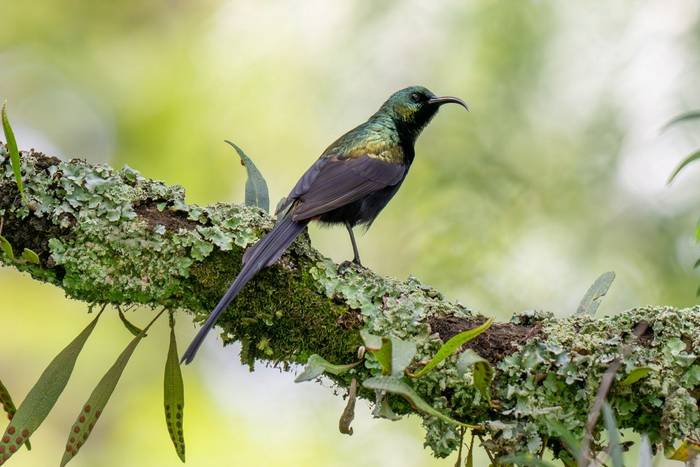Bronze Sunbird © Carole and David Clarke, February 2026 tour