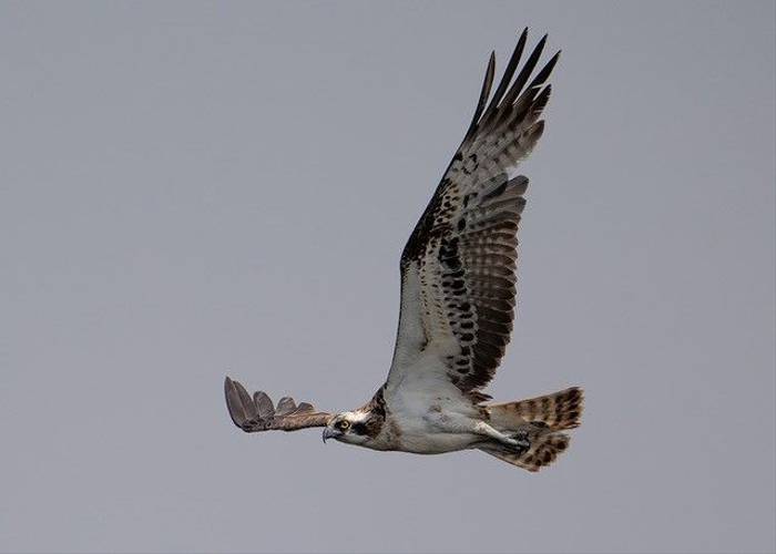 Osprey, Ian Curran.jpg