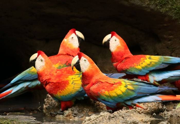 Scarlet Macaws (Alleyn Plowright)