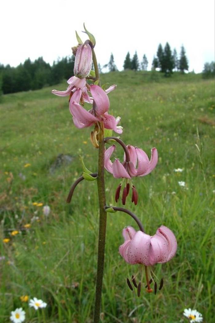 Martagon Lily (Lilium martagon) (Špela Odar)