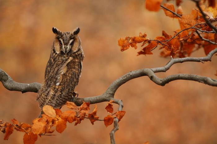 Long-eared Owl (Peter Krejzl).jpg