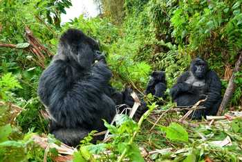 Mountain Gorillas, Rwanda Shutterstock 547835221