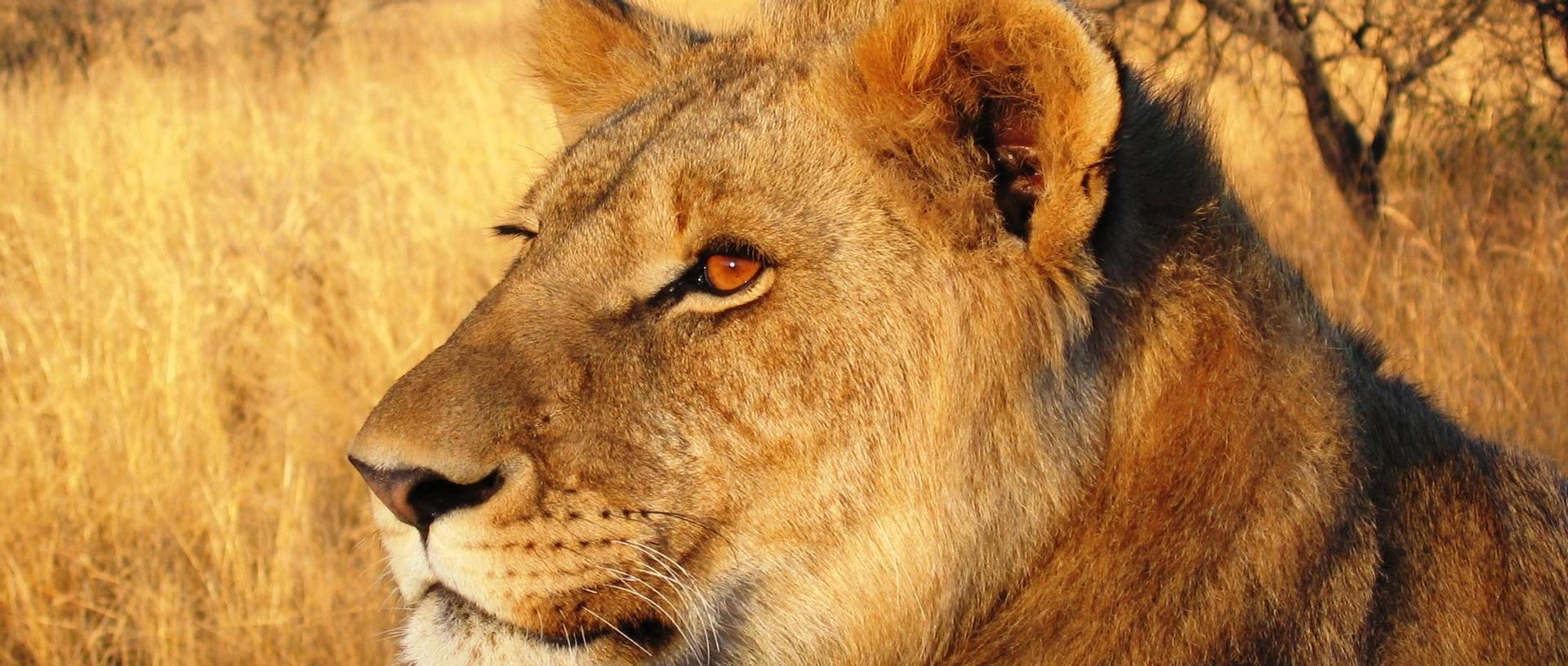 Lion, Game Ranch, Zimbabwe, Safari