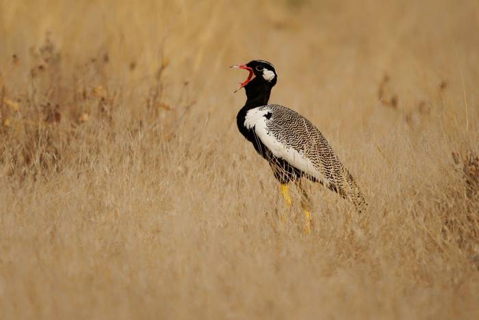 Northern Black Korhaan, Namibia shutterstock_2687808187.jpg