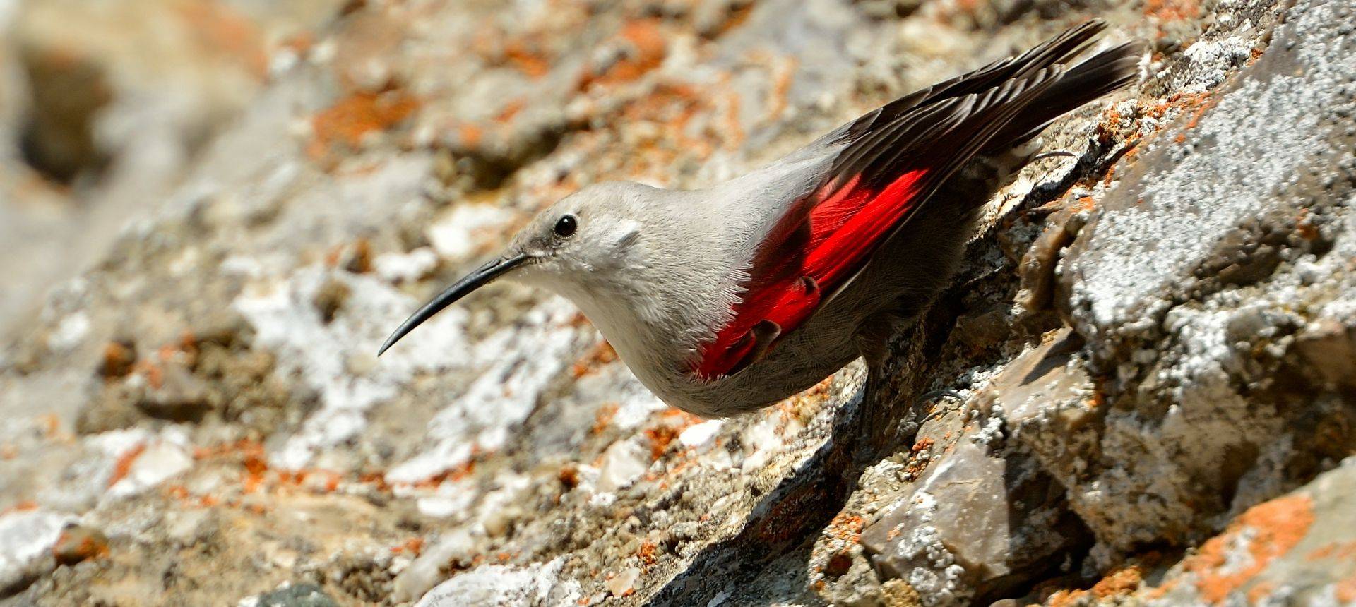 Naturetrek Wildlife Holidays - Wallcreepers & Cranes in Northern Spain