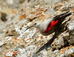 Wallcreepers & Cranes in Northern Spain