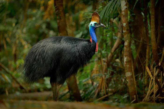 Southern Cassowary