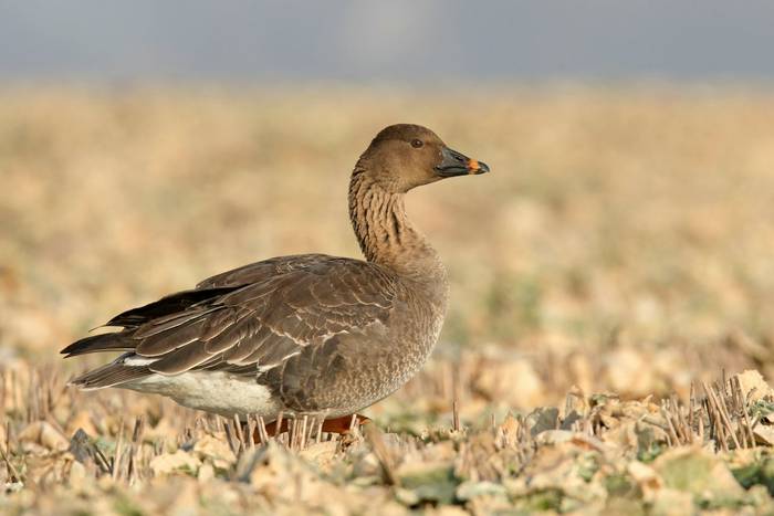 Tundra Bean Goose shutterstock_2175569137.jpg