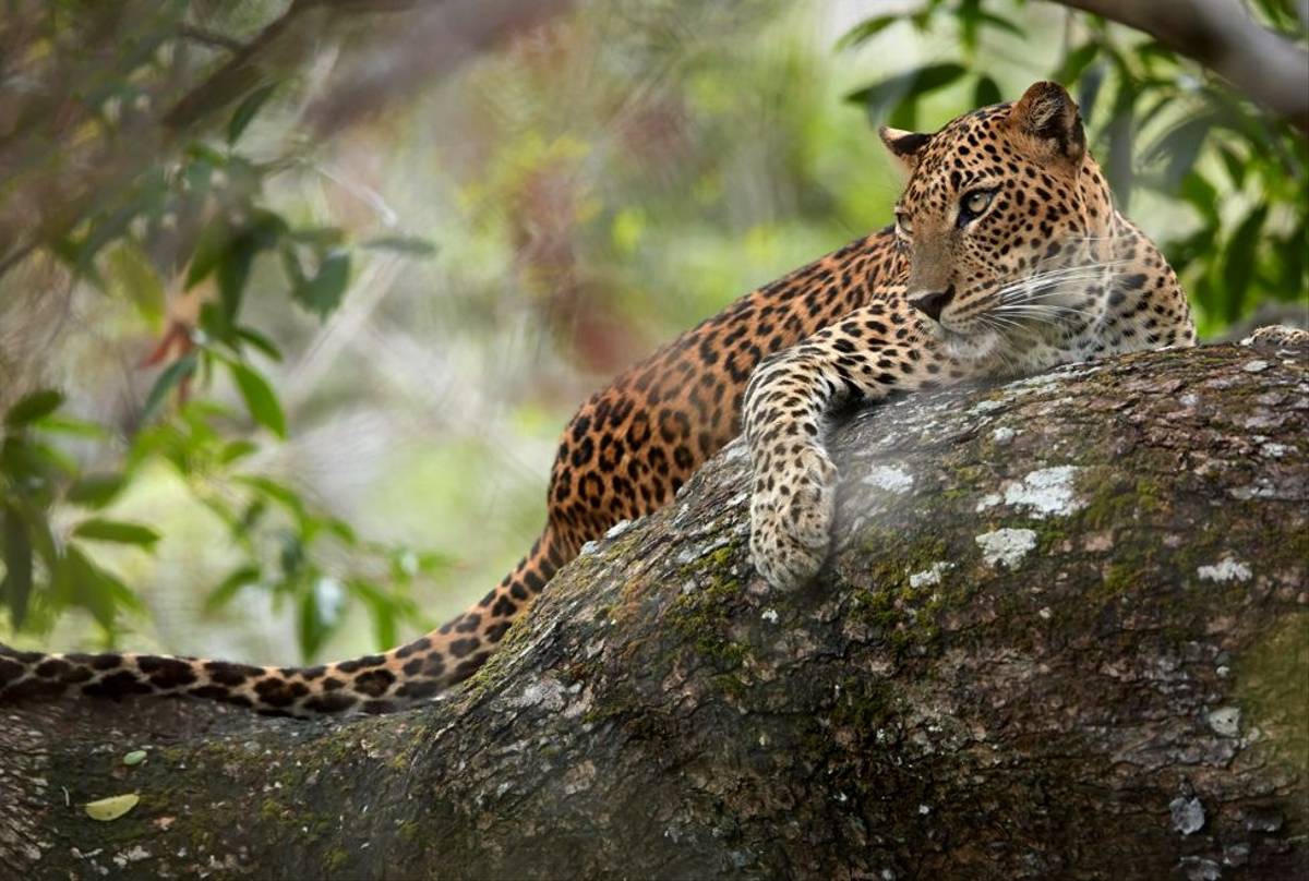 Leopard, Yala, Sri Lanka Shutterstock 512022754