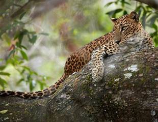 Sri Lanka - Blue Whales & Leopards