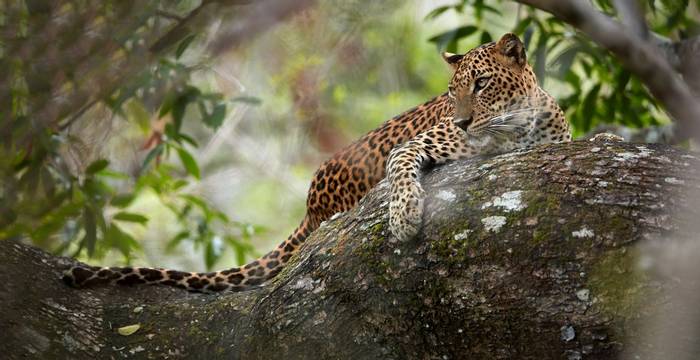 Leopard, Yala, Sri Lanka Shutterstock 512022754