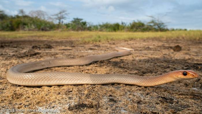 Red-spotted Beaked Snake (Rhamphiophis rubropunctatus) © Robin James Backhouse