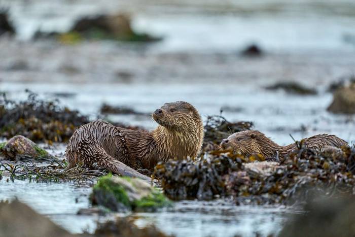 Otter, Shetland shutterstock_2282034593.jpg