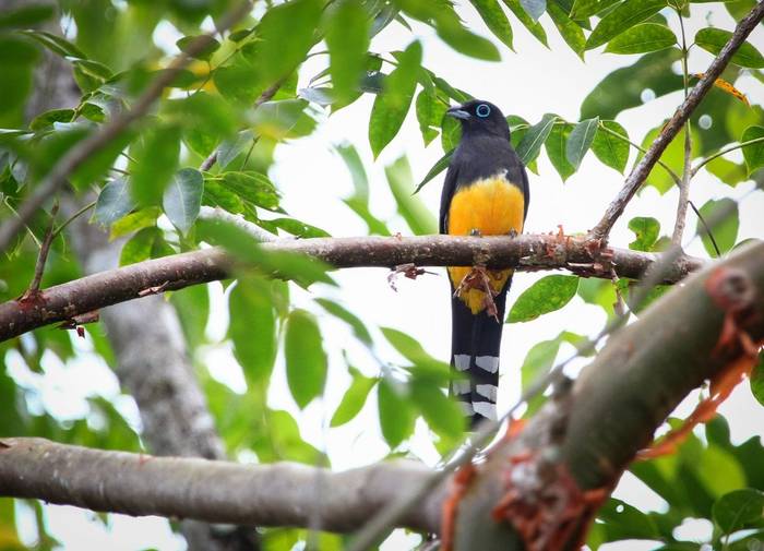 Black-headed Trogon, Belize shutterstock_242791864.jpg