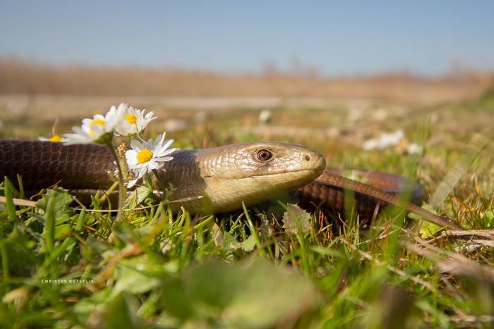 Glass Lizard (Pseudopus apodus) © Christos Kotselis