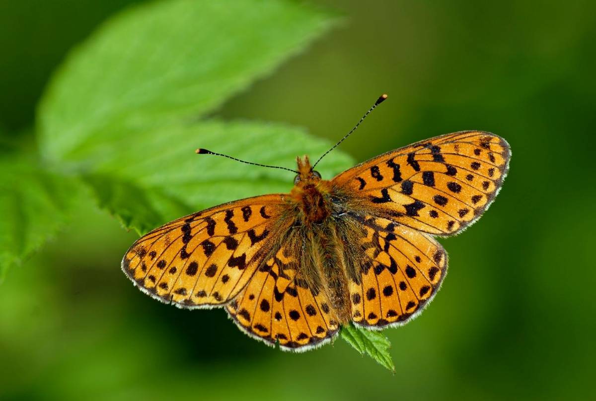 Small Pearl-bordered Fritillary shutterstock_56662081.jpg