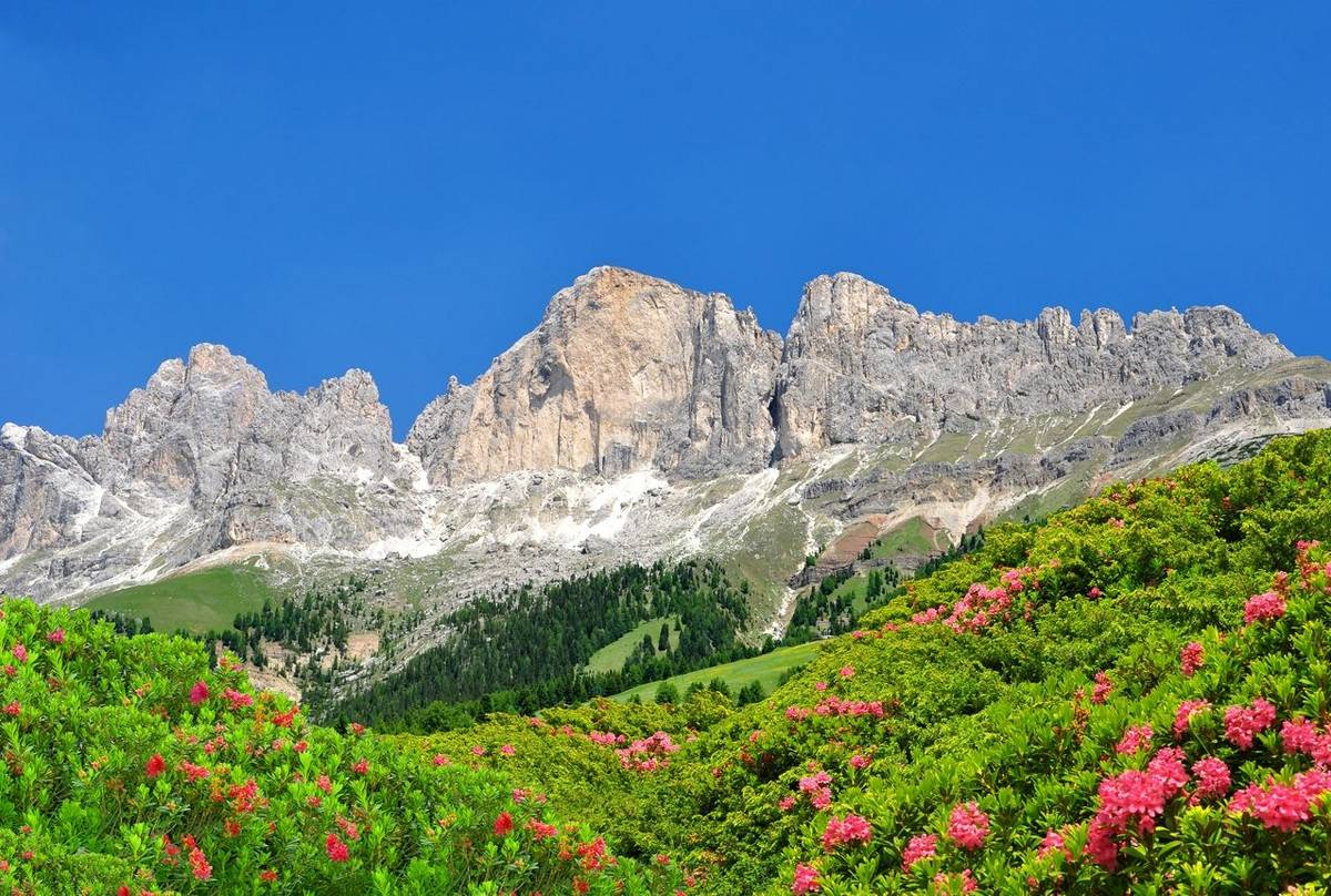 Rosengarten, Dolomites, Italy Shutterstock 234462799