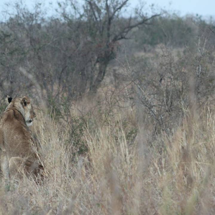 Lioness, Kruger, RSA