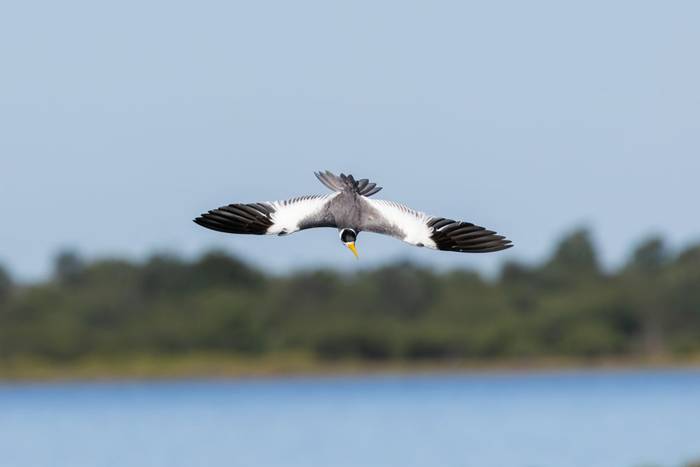 Large-billed Tern © James Warren, May 2026.jpg