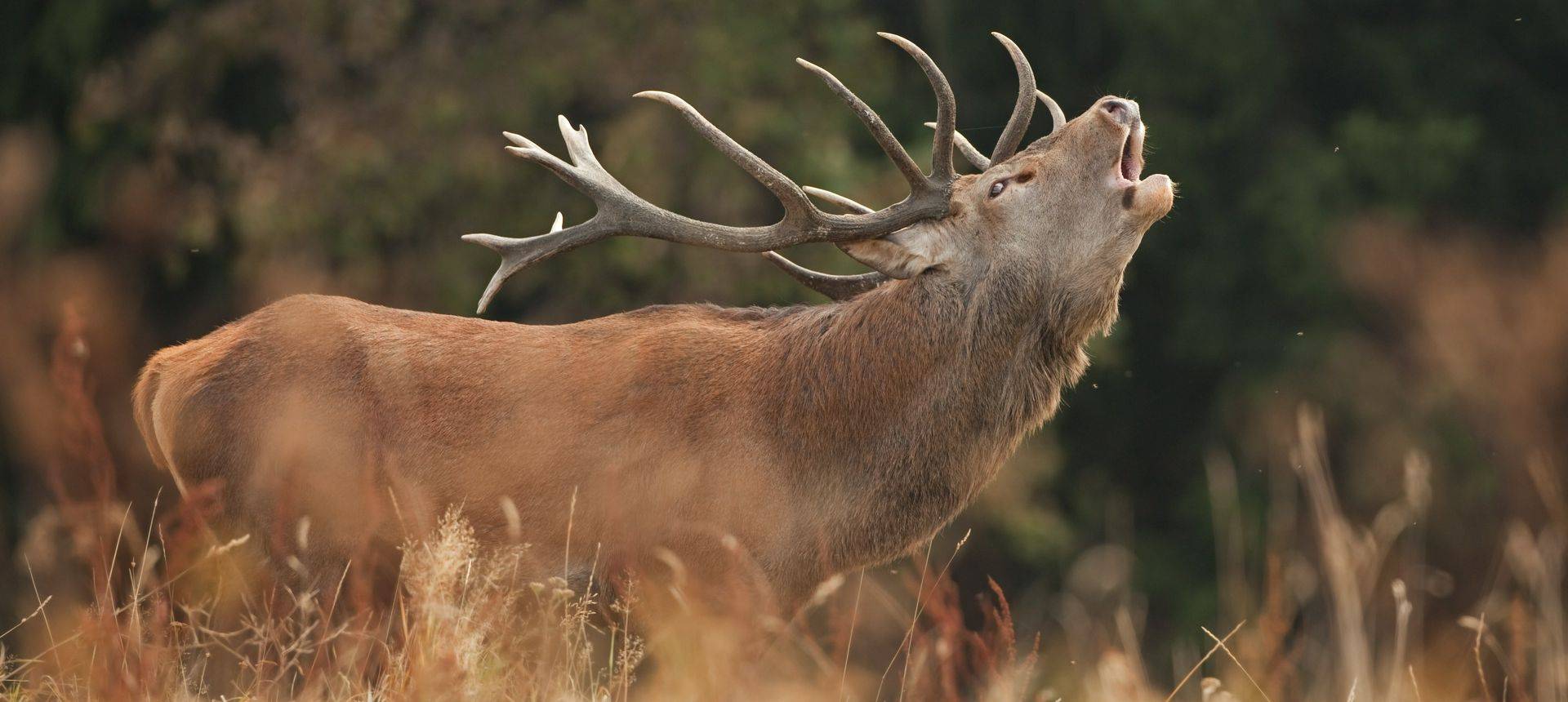 Red Deer Shutterstock 328414469