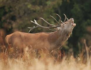 Ardnamurchan - The Red Deer Rut