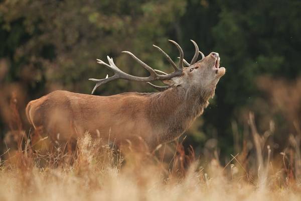 Red Deer Shutterstock 328414469