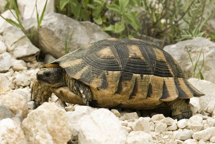 Marginated Tortoise (Testudo marginata), Albania