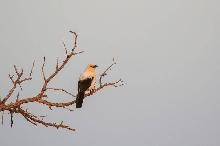 Southern Pied Babbler