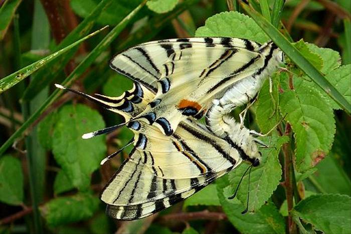 Scarce Swallowtail (David Ferguson)