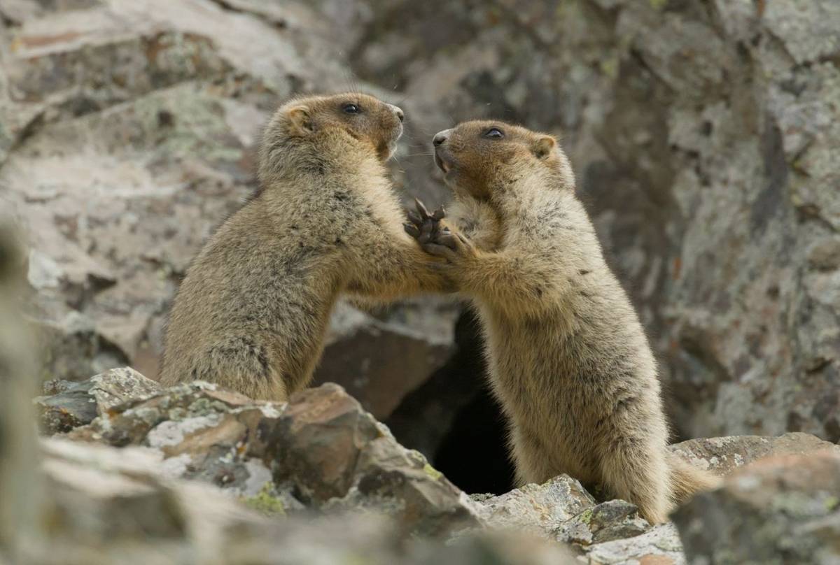 Grey Marmots © Daniel Kane, June 2025