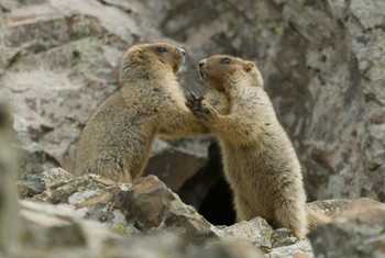 Grey Marmots © Daniel Kane, June 2025