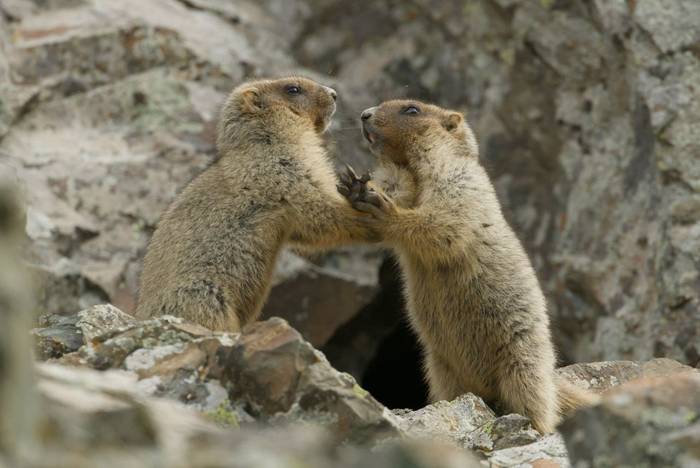Grey Marmots © Daniel Kane, June 2025